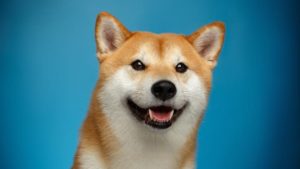 How to buy Dogecoin in new york